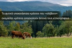 Περισσότερα...